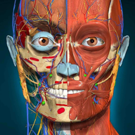 Anatomy Learning – 3D анатомия 2.1.409