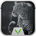 Leopard Live Locker Theme 1.01