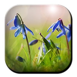 Blue Flowers Free LWP 1.2