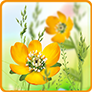 Spring Flowers Live Wallpaper 1.0.1