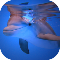 Dolphins HD Live Wallpaper 5.0