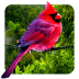 3D птицы параллакс живые обои 2.1.0