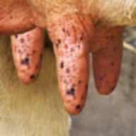 Milk The Cow 4.6