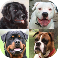 Собаки – фото-тест про популярные породы собак 3.5.0
