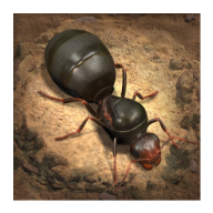The Ants: Underground Kingdom 3.37.2