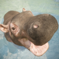 Hippo's World: A Daily Tale 1.0.0