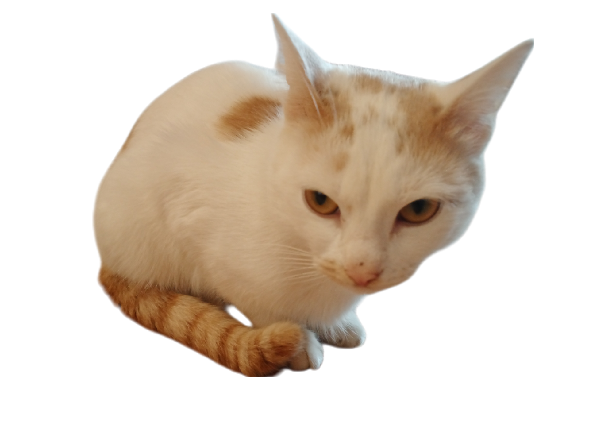 BelyashArenaKrout