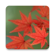 Кленовый лист живые обои 1.0.9