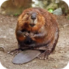 Бобер комбат