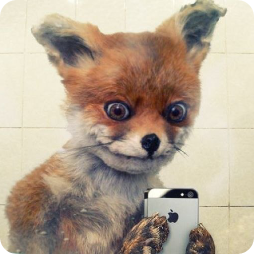 Stoned Fox 1.1.3