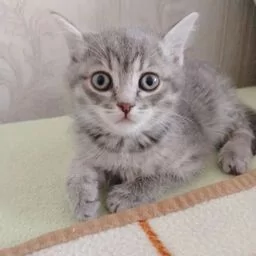 Выкладываю демку игры