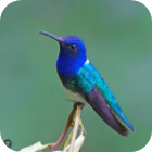 Colibry browser