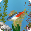 aniPet Freshwater Aquarium (free) Live Wallpaper 2.4.9