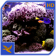 Aquarium Radiance HD 1.7