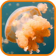 Jellyfish. Video Wallpaper 1.03