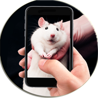 Крыса На Экране Руке Симулятор 4.0