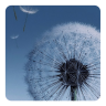 iWallpapers 2.0