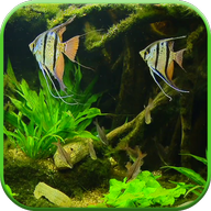 Fish Tank HD Live Wallpaper 3.0