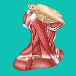 Easy Anatomy - Атлас & Тесты 1.9.4