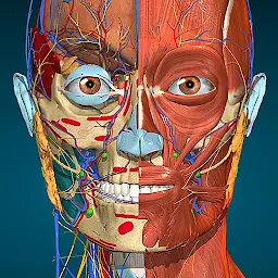 Anatomy Learning – 3D анатомия 3.1.467