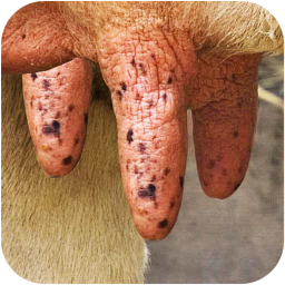Milk The Cow 4.6