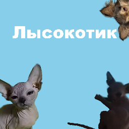 Лысокотик