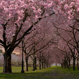 Spring Live Wallpaper 1.05
