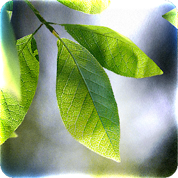 Fresh Leaves Live Wallpaper 1.8