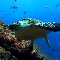 Sea Turtle Live Wallpaper 15.0
