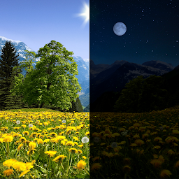 Dandelions 3D Live Wallpaper 1.20