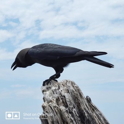 Оптический зум OnePlus 7 Pro помогла протестировать птица