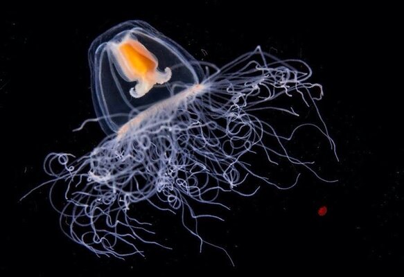 Как медузы могут помочь людям раскрыть секрет бессмертия