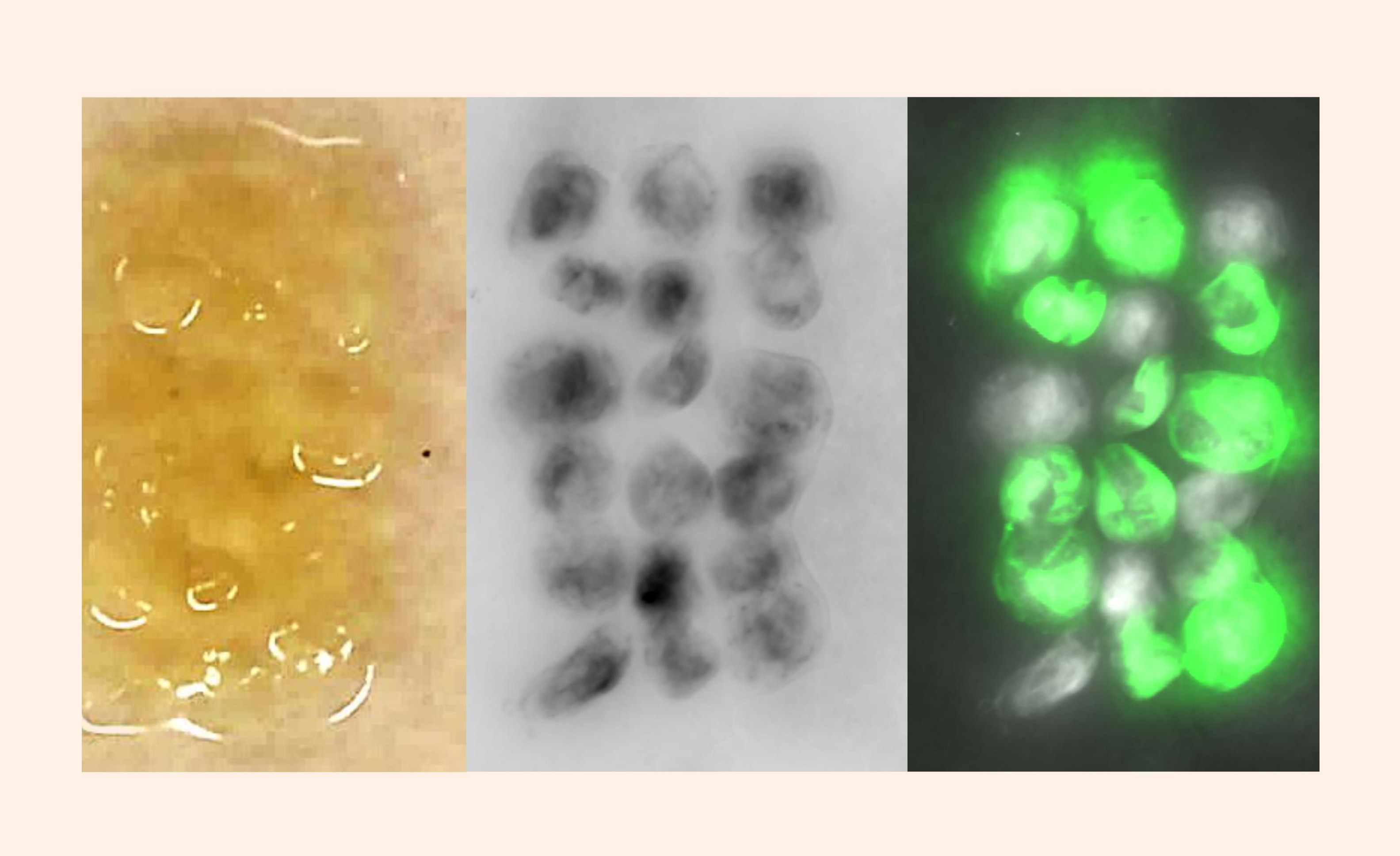 Стекло без трещин и дороги без выбоин: учёные создали «живой ...