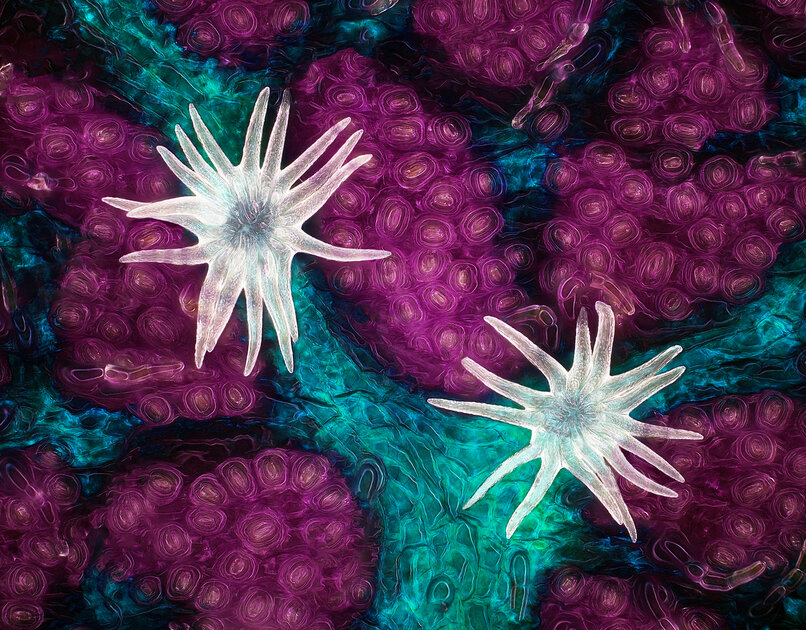 Микроскопический мир красивее нашего. 20 фотомикрографий 🔬, победивших на недавнем конкурсе