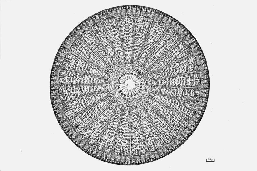 Микроскопический мир красивее нашего. 20 фотомикрографий 🔬, победивших на недавнем конкурсе