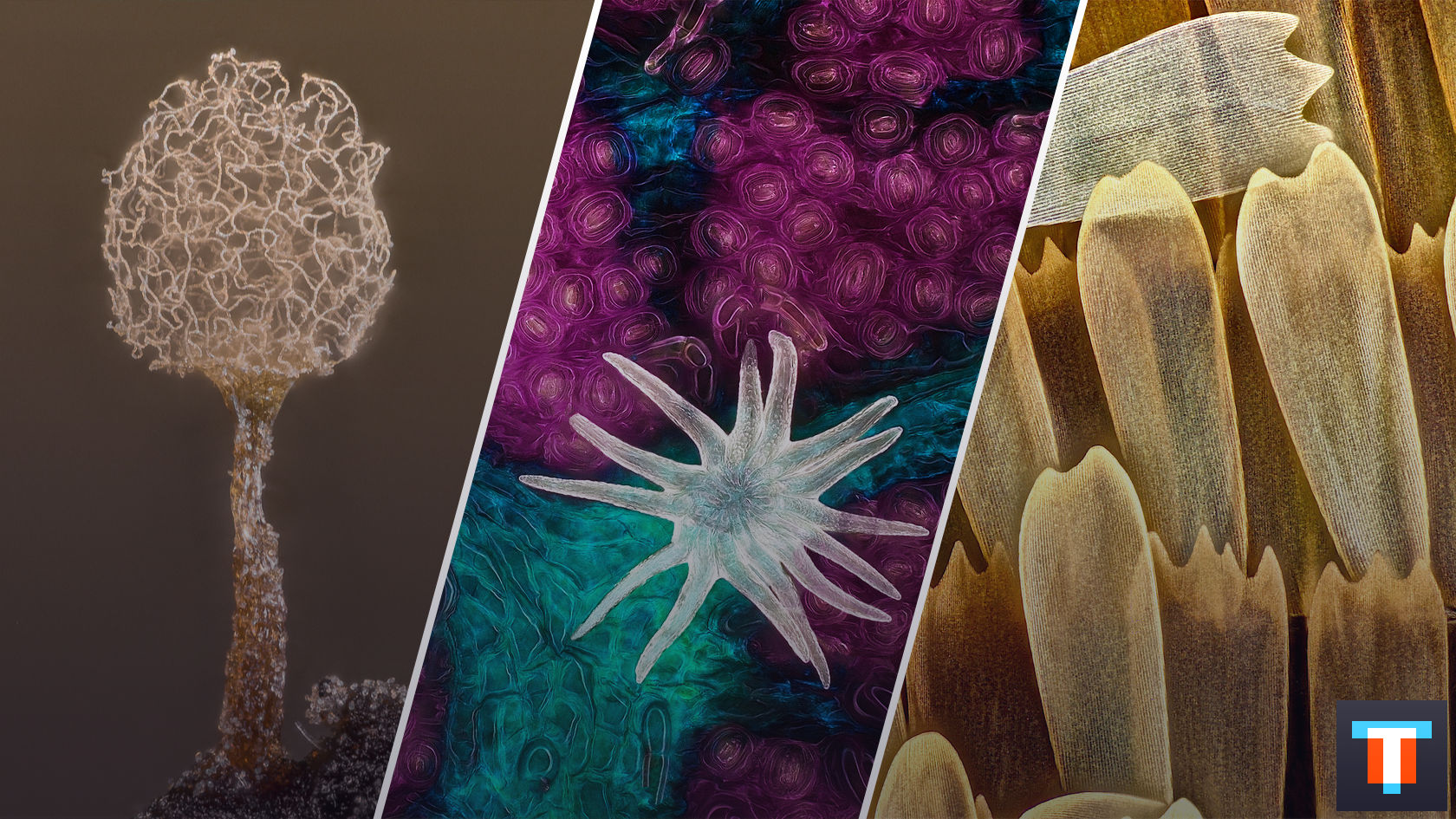 Микроскопический мир красивее нашего. 20 фотомикрографий ????, победивших на недавнем конкурсе
