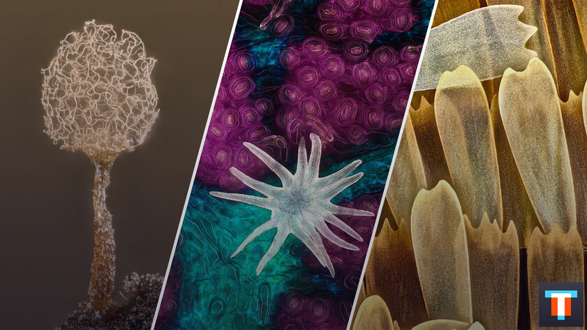 Микроскопический мир красивее нашего. 20 фотомикрографий 🔬, победивших на недавнем конкурсе