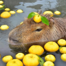 happy_capybara