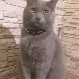 Vava_cat