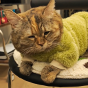 CatDev
