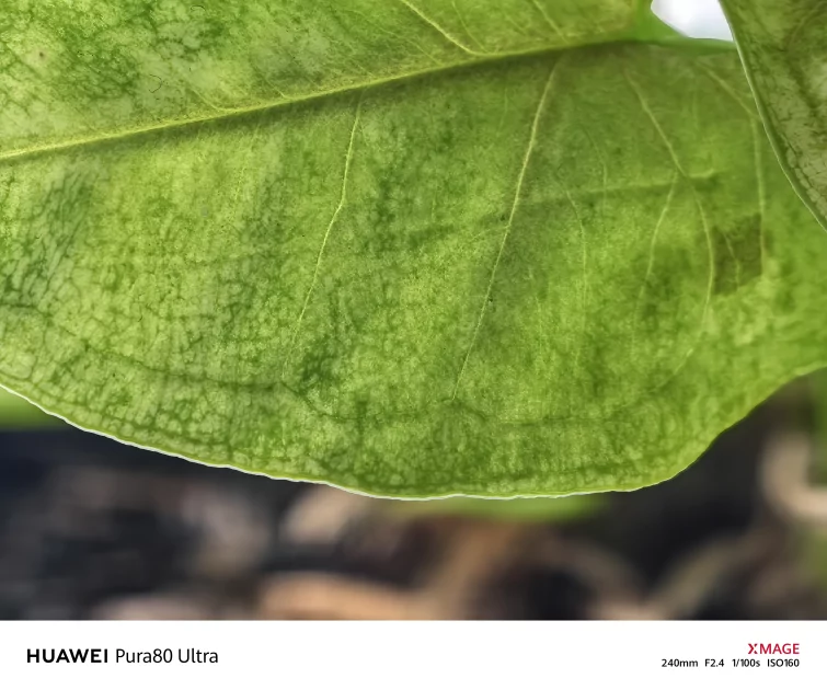 Универсальный телевик и классные портреты: оцениваю фотовозможности HUAWEI Pura 80 Ultra