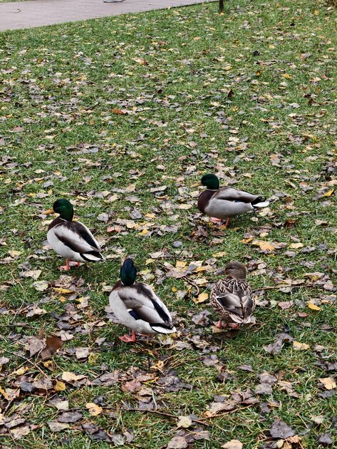 Компактный смартфон с очень удобной диагональю дисплея: обзор vivo X200 FE — Качество снимков. 23