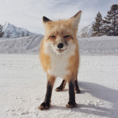 Определены лучшие фотографии, сделанные на iPhone в 2014 году