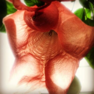 Определены лучшие фотографии, сделанные на iPhone в 2014 году