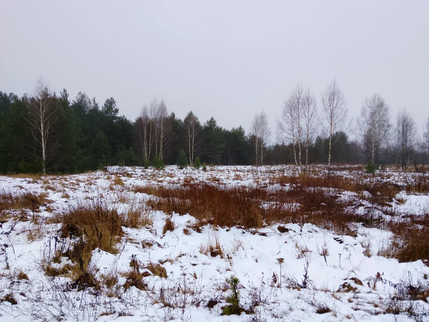 Недорогой смартфон с ёмкой батареей и достойным дисплеем: обзор realme P3 Lite — Качество снимков. 4