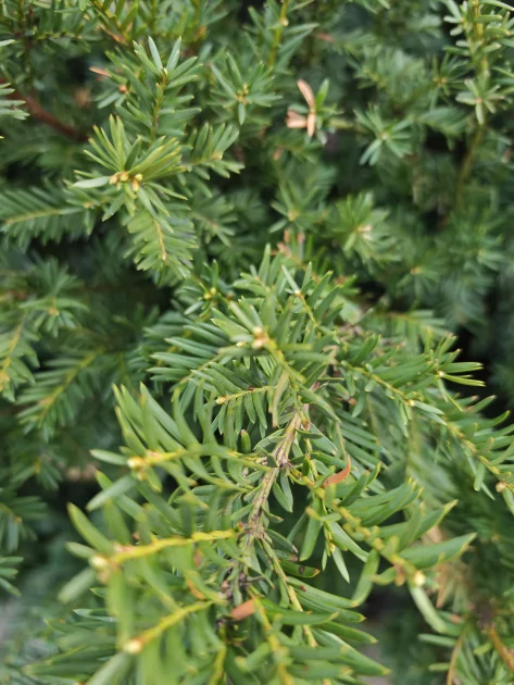 Сначала камерофон, а уже потом флагман: подробный обзор Xiaomi 17 Ultra