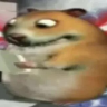 ZippiRoblox