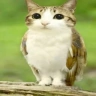 meowl2013way