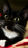 steamral123