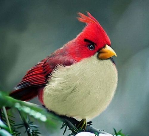 Птички с Angry Birds существуют в реальном мире!